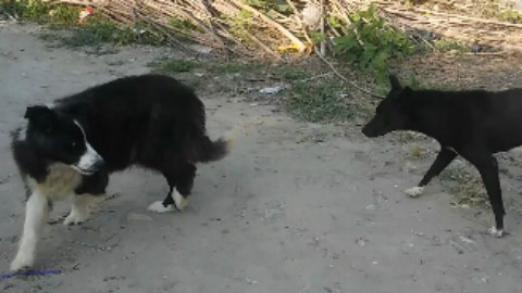 【逗边牧系列】路遇中华田园犬,吓的不敢走了